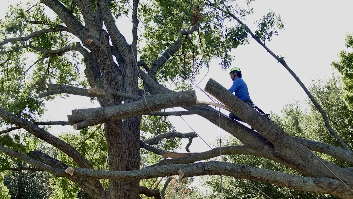 Professional Crown Thinning performed by certified arborists in Island Park