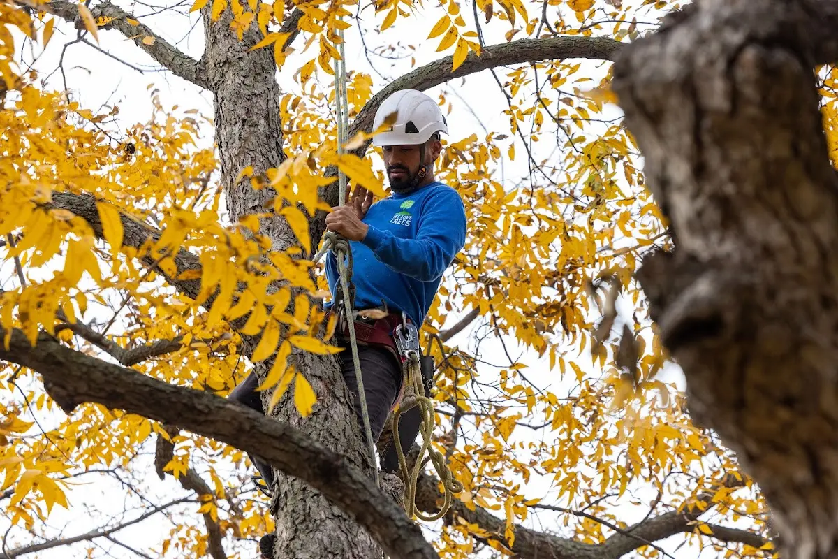 Skilled Tree Pruning crew working in Island Park